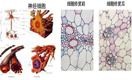 偏执性精神障碍病例